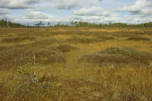 Apa Moor, Lakkapolku, Patvinsuo National Park