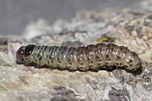 Apamea lithoxylaea (Apamea lithoxylaea)