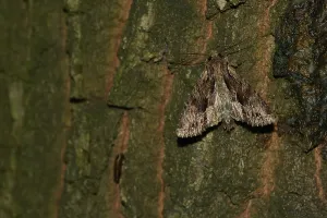 Apamea monoglypha, the dark arches on a tree in the night
