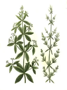 Aparine major, Aparine sylvatica