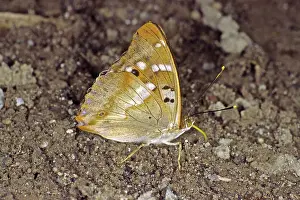 Apatura ilia, Little Schiller butterfly