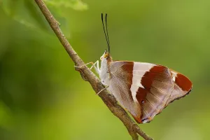 Apatura iris (Apatura iris), Rhineland-Palatinate