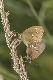 Aphantopus hyperantus, Brauner Waldvogel (Schornsteinfeger) - Aphantopus hyperantus
