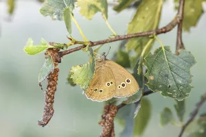 Aphantopus hyperantus, Brauner Waldvogel (Schornsteinfeger) - Aphantopus hyperantus