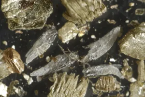 Aphid gall midges (Cecidomyiidae)