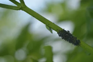 Aphidoidea, Aphid on a leaf. Aphids on a stalk