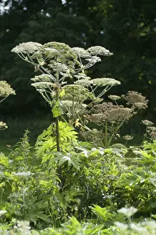 Apiaceae, umbels, Heracleum mantegazzianum