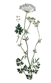 Apium petroselinum, parsley, digital reproduction of a historical original, between 1790 and 1810