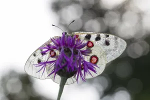 Apollo butterfly, Parnassius apollo