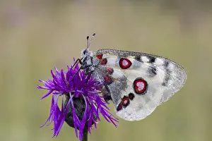 Apollo butterfly, Parnassius apollo