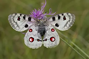 Apollo butterfly, Parnassius apollo, Apollo