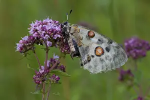 Apollo butterfly, Parnassius apollo, Apollo