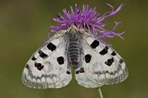 Apollo butterfly, Parnassius apollo, Apollo