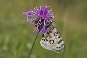 Apollo butterfly, Parnassius apollo, Apollo