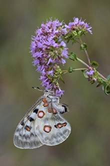 Apollo (Parnassius apollo), on broad-leaved thyme (Thymus pulegioides)
