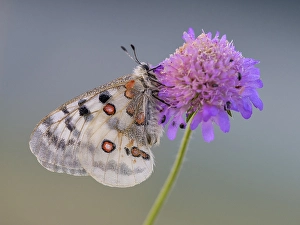 Apollo (Parnassius apollo), on Field scabious (Knautia arvensis)
