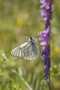 Aporia crataegi, BaumweiBling