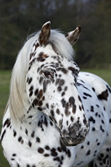 Appaloosa horse, spotted coat, portrait