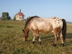 Appaloosa pony which has been clipped stands in a paddock