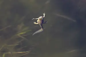 It would appear that the female pond newt (Lissotriton vulgaris) would eat the fly floating on the surface of the water