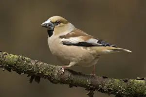 Appelvink vrouw zittend op tak