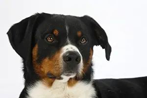 Appenzeller mountain dog