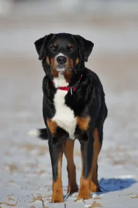 Appenzeller Mountain Dog (Canis lupus familiaris)