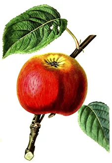 Apple, apple varieties, the cole apple
