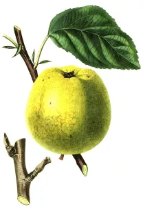 Apple, apple variety, the Cockle Pippin Apple