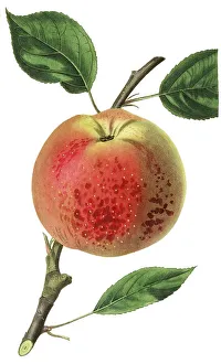 Apple, apple variety, the cornish aromatic apple