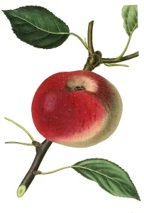 Apple, apple variety, the courtpendu apple