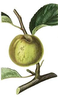 Apple, apple variety, English Hospital Reinette