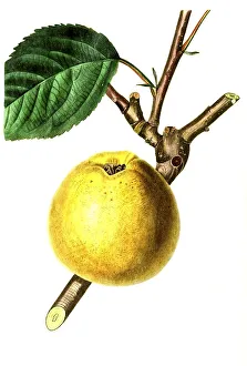 Apple, apple variety, the Gray French Reinette