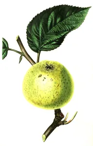 Apple, apple variety, Hoghess Golden Pippin Apple