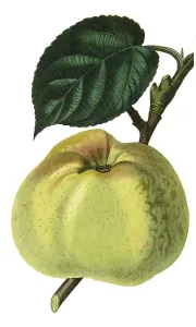 Apple, apple variety, Kanadarenette or Kanada-Reinette