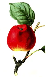 Apple, apple variety Red Astrakhan