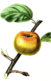 Apple, apple variety, the Sam Young Apple