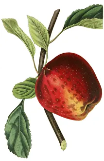 Apple, apple variety, the scarlet pearmain apple