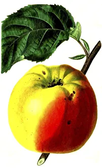 Apple, apple variety, the white spanish Reinette apple