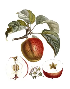 Apple of the Belle fleur variety
