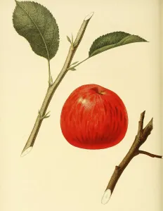 Apple of the Benoni Apple variety