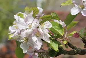 Apple Blossom