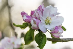 Apple blossom, apple tree (Malus)