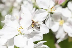 Apple blossom (Malus domestica) with honey bee (Apis mellifera)