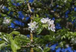 Apple blossom (Malus domestica) in an orchard on a very old apple tree