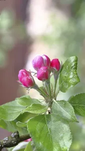 Apple blossoms (Malus), red still closed blossoms and white opened blossom with bokeh in the background