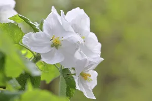 Apple blossoms (Malus), white blossoms with bokeh in the background