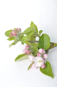 Apple blossoms on a white background