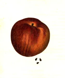 Apple of the Cheltenham variety digitally restored reproduction of an original from the 19th century