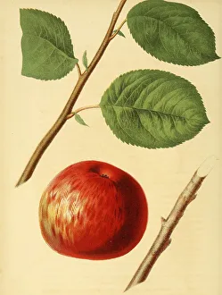 Apple of the Fameuse Apple variety